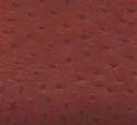 Struzzo Arancio